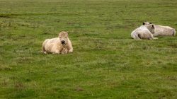 Insel Sylt und Hallig Hooge Oktober 2025 Die Rinder ruhen friedlich auf dem Gras in einer ländlichen Umgebung Insel Sylt und Hallig Hooge Oktober 2025 Drei flauschige weiße Rinder liegen auf einer grünen Wiese