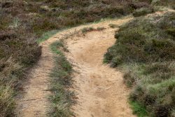 Insel Sylt und Hallig Hooge Oktober 2025 Ein schmaler Feldweg schlängelt sich durch die Heidelandschaft Insel Sylt und Hallig Hooge Oktober 2025 Feldweg durch Heidekrautlandschaft mit sandigem Boden