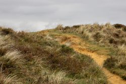 Insel Sylt und Hallig Hooge Oktober 2025 Ein schmaler Sandweg schlängelt sich durch hügelige Dünen mit wilder Vegetation. Insel Sylt und Hallig Hooge Oktober 2025 Sandiger Dünenweg in einer bewachsenen Heidelandschaft