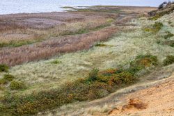 Insel Sylt und Hallig Hooge Oktober 2025 Atmosphärische Dünenlandschaft an der Küste mit vielfältiger Vegetation. Insel Sylt und Hallig Hooge Oktober 2025 Blick auf Dünenlandschaft am Meer mit Gras und Sträuchern