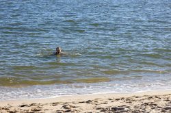 Insel Sylt und Hallig Hooge Oktober 2025 Ein Mann genießt eine Schwimmrunde im klaren blauen Wasser eines Meeres Insel Sylt und Hallig Hooge Oktober 2025 Person schwimmt im Meer nahe einem Sandstrand