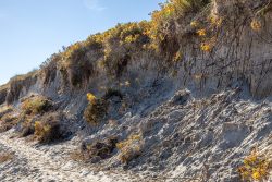 Insel Sylt und Hallig Hooge Oktober 2025 Natürliche Dünenlandschaft an einem sonnigen Tag Insel Sylt und Hallig Hooge Oktober 2025 Sandige Dünenlandschaft mit Vegetation unter blauem Himmel