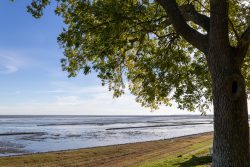 Insel Sylt und Hallig Hooge Oktober 2025 Ein Baum bietet Schatten an der Küste eines Wattenmeeres unter einem klaren blauen Himmel Insel Sylt und Hallig Hooge Oktober 2025 Küstenlandschaft mit Baum am Wattenmeer unter blauem Himmel