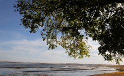Insel Sylt und Hallig Hooge Oktober 2025 Ein Baum wirft Schatten auf eine weitläufige Küstenlandschaft Insel Sylt und Hallig Hooge Oktober 2025 Küstenlandschaft mit Bäumen, die den Himmel überschatten