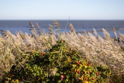 Insel Sylt und Hallig Hooge Oktober 2025 Ein Wildrosenstrauch mit Hagebutten in den Dünen der Nordsee Insel Sylt und Hallig Hooge Oktober 2025 Wildrosenstrauch mit Hagebutten an der Nordseeküste bei Sonnenuntergang