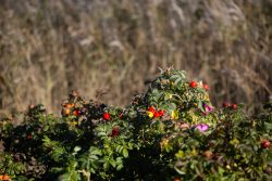 Insel Sylt und Hallig Hooge Oktober 2025 Ein dichter Hagebuttenstrauch voller leuchtender roter Früchte Insel Sylt und Hallig Hooge Oktober 2025 Hagebuttenstrauch mit roten Früchten in natürlicher Umgebung