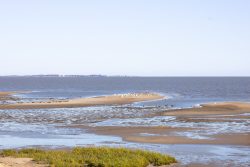 Insel Sylt und Hallig Hooge Oktober 2025 Eine Gruppe von Küstenvögeln auf einer Sandbank im Wattenmeer Insel Sylt und Hallig Hooge Oktober 2025 Küstenvögel auf Sandbank im Wattenmeer mit weitem Himmel