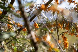 Insel Sylt und Hallig Hooge Oktober 2025 Sträucher mit leuchtenden Sanddornbeeren in natürlicher Umgebung Insel Sylt und Hallig Hooge Oktober 2025 Sanddornzweige mit reifen Beeren in natürlichem Tageslicht