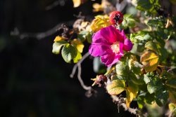 Insel Sylt und Hallig Hooge Oktober 2025 Eine lebendige Blüte zwischen Herbstlaub in strahlendem Sonnenlicht Insel Sylt und Hallig Hooge Oktober 2025 Nahaufnahme einer blühenden Rosenpflanze mit grünen und braunen Blättern