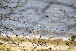 Insel Sylt und Hallig Hooge Oktober 2025 Zarte Äste stehen im Kontrast zum ruhigen Flusslauf Insel Sylt und Hallig Hooge Oktober 2025 Nahaufnahme von kahlen Ästen vor Fluss im Herbstlicht