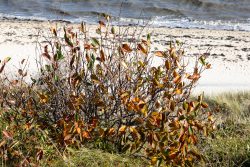 Insel Sylt und Hallig Hooge Oktober 2025 Ein herbstlicher Strauch steht vor einem Strand mit Wellen im Hintergrund. Insel Sylt und Hallig Hooge Oktober 2025 Herbstlicher Strauch am Strand mit Meer im Hintergrund