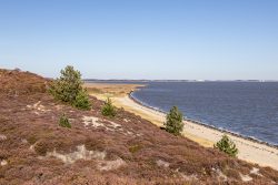 Insel Sylt und Hallig Hooge Oktober 2025 Eine ruhige, malerische Landschaft entlang der Nordsee mit Heidepflanzen und Kiefern. Insel Sylt und Hallig Hooge Oktober 2025 Dünenlandschaft an der Nordsee mit Heide und Kiefern