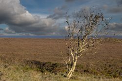 Insel Sylt und Hallig Hooge Oktober 2025 Ein einsamer Baum inmitten einer weiten Heidelandschaft mit wolkenverhangenem Himmel Insel Sylt und Hallig Hooge Oktober 2025 Verwilderter Baum in Heidelandschaft unter dramatischem Wolkenhimmel