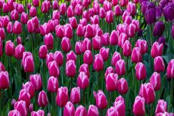 Keukenhof Niederlande April 2025 Ein herrliches Meer aus rosa und violetten Tulpen im Frühling Keukenhof Niederlande April 2025 Wiese voller blühender rosa und violetter Tulpen in einem Park