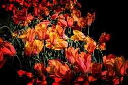 Keukenhof Niederlande April 2025 Ein Meer aus orangefarbenen Tulpen erblüht unter strahlender Sonne Keukenhof Niederlande April 2025 Lebendige orangefarbene Tulpen voller Blüte in hellem Sonnenlicht