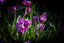 Keukenhof Niederlande April 2025 Ein eindrucksvolles Bild von lila Tulpen, die im Garten leuchten Keukenhof Niederlande April 2025 Lila Tulpen blühen im Garten im Sonnenlicht