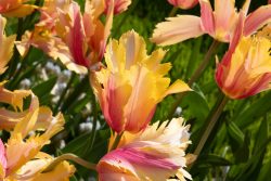 Keukenhof Niederlande April 2025 Lebendige Tulpen in verschiedenen Farben bei Sonnenschein Keukenhof Niederlande April 2025 Mehrfarbige Tulpen in voller Blüte auf einer Wiese