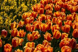 Keukenhof Niederlande April 2025 Leuchtend orangefarbene Tulpen bilden einen beeindruckenden Frühlingsgarten Keukenhof Niederlande April 2025 Blühende orangefarbene Tulpen im Frühjahrsgarten