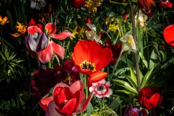 Keukenhof Niederlande April 2025 Ein lebendiges Blumenbeet mit einer Vielzahl von Frühlingsblumen Keukenhof Niederlande April 2025 Bunte Frühlingsblumen wie Tulpen und Narzissen im vollen Sonnenlicht