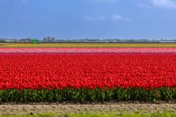 Keukenhof Niederlande April 2025 Ein majestätisches Tulpenfeld zeigt die leuchtenden Farben des Frühlings. Keukenhof Niederlande April 2025 Buntes Tulpenfeld in den Niederlanden mit rotem und rosa Blütenmeer