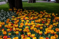 Keukenhof Niederlande April 2025 Ein lebendiges Display von gelben und orangefarbenen Tulpen in voller Blüte Keukenhof Niederlande April 2025 Blühende gelbe und orangefarbene Tulpen im grünen Park