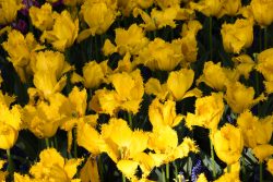 Keukenhof Niederlande April 2025 Strahlend gelbe Tulpen mit Fransenblüten im Sonnenlicht Keukenhof Niederlande April 2025 Nahaufnahme gelber Fransen-Tulpen im Frühlingsgarten