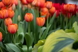 Keukenhof Niederlande April 2025 Tulpen in voller Blüte bringen Farbe in den Garten Keukenhof Niederlande April 2025 Nahaufnahme von blühenden orangen und roten Tulpen im Garten