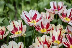 Keukenhof Niederlande April 2025 Leuchtende rote und weiße Tulpen in voller Blüte im Garten Keukenhof Niederlande April 2025 Rote und weiße Tulpenblumen im Garten
