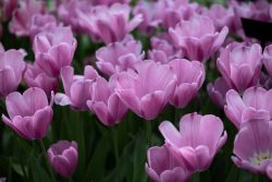 Keukenhof Niederlande April 2025 Ein Bett voller rosa Tulpen, die den Frühling einläuten Keukenhof Niederlande April 2025 Nahaufnahme von rosa Tulpenblüten in voller Blüte