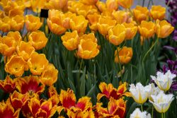 Keukenhof Niederlande April 2025 Ein farbenfrohes Beet mit Tulpen in verschiedenen Tönen Keukenhof Niederlande April 2025 Orangefarbene und bunt gemischte Tulpenblüten in voller Blüte