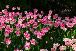 Keukenhof Niederlande April 2025 Eine Ansammlung von Tulpen in voller Blüte Keukenhof Niederlande April 2025 Blühende pink-weiße Tulpen in einem sonnigen Garten