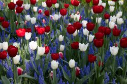 Keukenhof Niederlande April 2025 Ein lebendiger, blühender Frühlingsgarten mit Tulpen und Traubenhyazinthen Keukenhof Niederlande April 2025 Frühlingsgarten mit roten, weißen Tulpen und blauen Traubenhyazinthen
