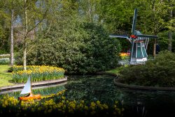 Keukenhof Niederlande April 2025 Ein ruhiger Park mit einer charmanten Windmühle und leuchtenden Narzissen am Teich. Keukenhof Niederlande April 2025 Idyllischer Park mit Windmühle und blühenden Narzissen an einem Teich