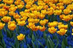 Keukenhof Niederlande April 2025 Eine lebendige Blumenwiese aus gelben Tulpen und blauen Traubenhyazinthen Keukenhof Niederlande April 2025 Gelbe Tulpen und blaue Traubenhyazinthen in voller Blüte