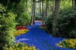 Keukenhof Niederlande April 2025 Ein malerischer Weg durch einen Wald mit bunten Blumen gesäumt Keukenhof Niederlande April 2025 Pfad aus blauen und gelben Blumen in einem Waldgarten