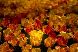 Keukenhof Niederlande April 2025 Leuchtende gelbe und rote Tulpen in voller Blüte Keukenhof Niederlande April 2025 Nahaufnahme von gelben und roten Tulpen im Sonnenschein