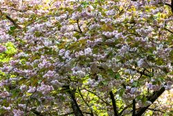 Keukenhof Niederlande April 2025 Ein Kirschbaum zeigt seine volle Blütenpracht im Frühling Keukenhof Niederlande April 2025 Blühender Kirschbaum mit rosa und weißen Blüten im Frühling