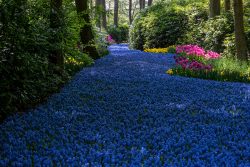 Keukenhof Niederlande April 2025 Ein skulpturaler Weg aus Traubenhyazinthen führt durch einen lebendigen Park. Keukenhof Niederlande April 2025 Blühender Gartenweg aus blauen Traubenhyazinthen in malerischem Park
