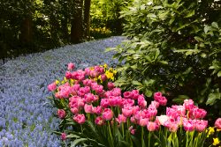 Keukenhof Niederlande April 2025 Ein harmonisches Blumenbeet im Frühling mit einer Vielfalt an Farben Keukenhof Niederlande April 2025 Blumenbeet mit rosa Tulpen, gelben Narzissen und blauen Traubenhyazinthen