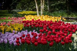 Keukenhof Niederlande April 2025 Ein lebendiges Blumenbeet mit verschiedenen Tulpenfarben Keukenhof Niederlande April 2025 Bunte Tulpenblumenbeete in einem sonnigen Garten