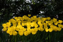Keukenhof Niederlande April 2025 Leuchtend gelbe Tulpen in voller Blüte im Garten Keukenhof Niederlande April 2025 Gelbe Tulpen im Sonnenlicht in einem Garten