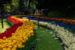 Keukenhof Niederlande April 2025 Eine beeindruckende Darstellung von Tulpen und Hyazinthen in verschiedenen Farben. Keukenhof Niederlande April 2025 Bunte Blumenbeete in geschwungenen Mustern eines Gartens im Frühling