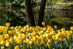 Keukenhof Niederlande April 2025 Ein Feld gelber Tulpen blüht prächtig am Ufer eines ruhigen Flusses Keukenhof Niederlande April 2025 Gelbe Tulpen am Flussufer mit Spiegelung der Bäume im Wasser