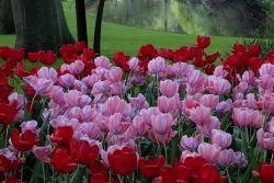 Keukenhof Niederlande April 2025 Ein Feld aus roten und rosa Tulpen vor einem ruhigen Teich im Park Keukenhof Niederlande April 2025 Rote und rosa Tulpen blühen in einem Park vor einem Teich