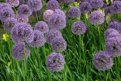 Keukenhof Niederlande April 2025 Eine Nahaufnahme von lila blühenden Allium-Kugeln Keukenhof Niederlande April 2025 Lila Allium-Blumen im Garten mit grünen Stängeln