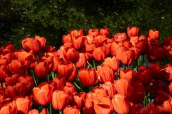 Keukenhof Niederlande April 2025 Strahlende rote Tulpen blühen in voller Pracht im Garten Keukenhof Niederlande April 2025 Feld von leuchtend roten Tulpen an einem sonnigen Tag