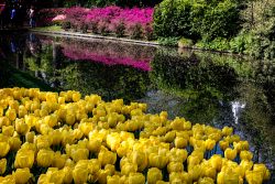 Keukenhof Niederlande April 2025 Blühende Tulpen am Ufer eines ruhigen Teichs in einem malerischen Garten Keukenhof Niederlande April 2025 Gelbe Tulpen am Teich vor rosafarbenen Blumen in einem sonnigen Garten