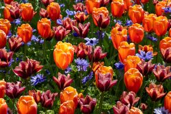 Keukenhof Niederlande April 2025 Ein Garten voller bunter Tulpen und lila Blumen, die die Ankunft des Frühlings feiern Keukenhof Niederlande April 2025 Bunte Tulpen und lila Blumen im Garten im Frühling