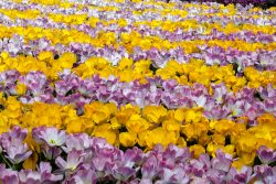 Keukenhof Niederlande April 2025 Ein lebendiges Feld voller gelber und rosafarbener Tulpen im Frühlingsgarten Keukenhof Niederlande April 2025 Blühende gelbe und rosafarbene Tulpen in einem botanischen Garten