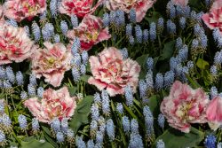Keukenhof Niederlande April 2025 Ein prächtiges Beet mit rosa Papageientulpen und blauen Traubenhyazinthen Keukenhof Niederlande April 2025 Rosa Papageientulpen mit blauen Traubenhyazinthen im Garten